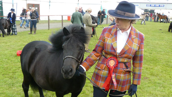 Leonie Sellars waits proudly with Dryknowl Vexing Plum, who came first in the Shetland Yeld Mare class on Thursday. The mare went on to win the breed champion.