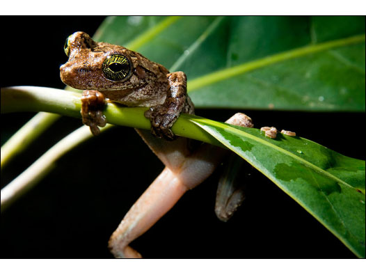 Nova espécie de sapo? (Foto: Luciano Candisani)