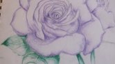 Purple rose