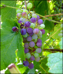 逐渐成熟的葡萄