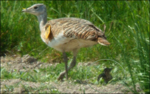 bustard_fin.jpg