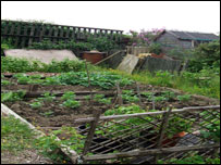 Allotment plot in Garscube Allotments
