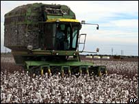 امریکہ میں کپاس کی فصل