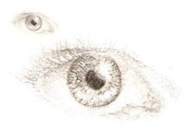 Eye