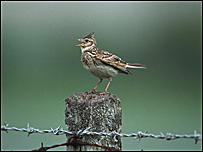 Skylark by Chris Gomersall RSPB