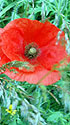 Poppy