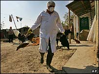 Rumania gjen gjurmë të virusit të gripit të shpendëve