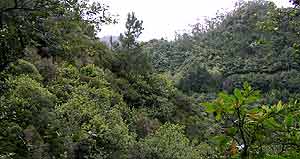 Madeira's ancient laurel forest
