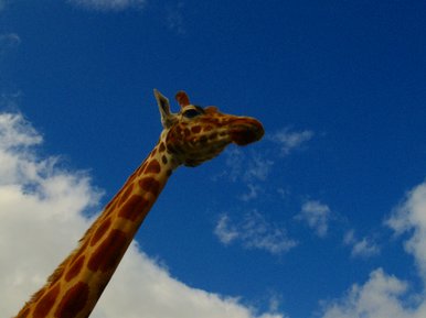 Giraffe