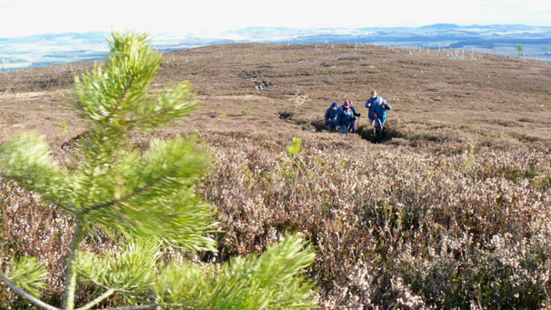 Walkers on moorland, seen past conifer sapling