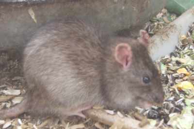 A brown rat. Courtesy of British Wildlife Centre.