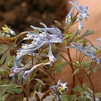 Corydalis flexuosa