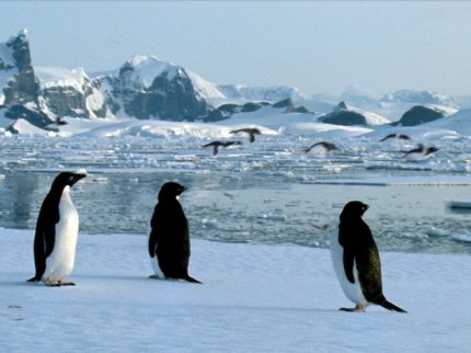 penguins2.png