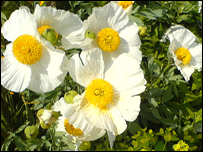 Romneya coulteri