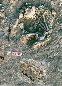 بقايای انسان و گربه