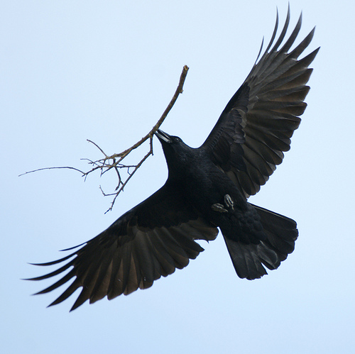 crow in flight with nest material by Steve Maskell