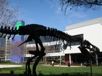 dino_google.jpg