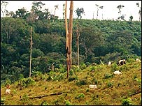 تخریب آمازون