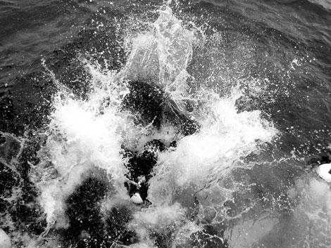 A diver entering the sea off Shetland. Photo courtesy of Helen Hadley.