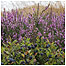 Heather and berries Stiperstones c/o Shropshire Wildlife Trust and Ben Osborne