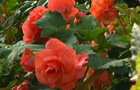 Begonia