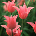 Tulipa, Tulip