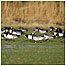 Barnacle Geese c/o RSPB Images/Andy Hay