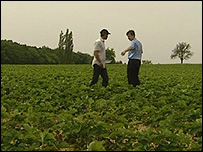 Fellmann brothers in field