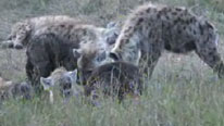 Hyenas eating