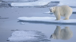Polar Bear from the Nature Picture Library