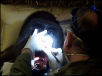 Gorila em tratamento dentário. Foto: Cortesia Paignton Zoo