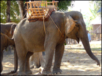 Voi được thuần hóa ở Việt Nam