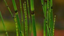 Equisetum hyemale
