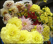 Dahlias from Ray's allotment