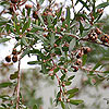 Leptospermum scoparium 'Martini'