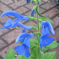 Salvia