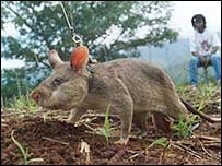 rato