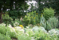 Gardd berlysiau Uwchgwyrfai