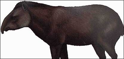 Reprodução da Tapirus Pygmaeus (Marc Van Roosmalen)