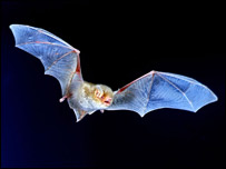 آسمان څکالی