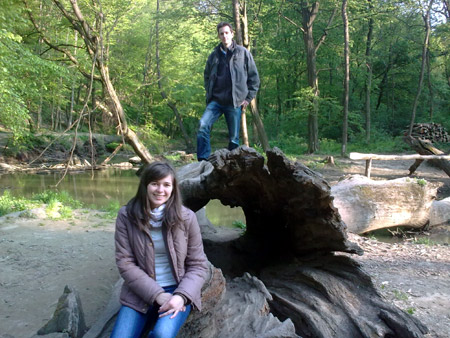 a cut tree trunk in Hungary