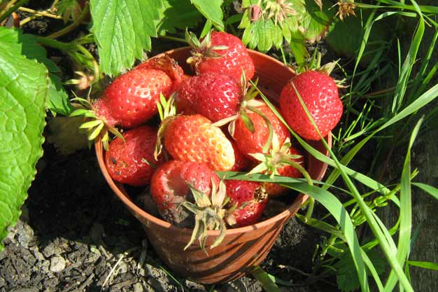 Strawberries