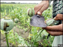 کشت خشخاش در افغانستان، در سال های اخير رشد شديدی داشته است