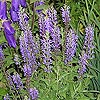 Salvia nemorosa 'Ostfriesland'