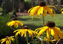 rudbeckia