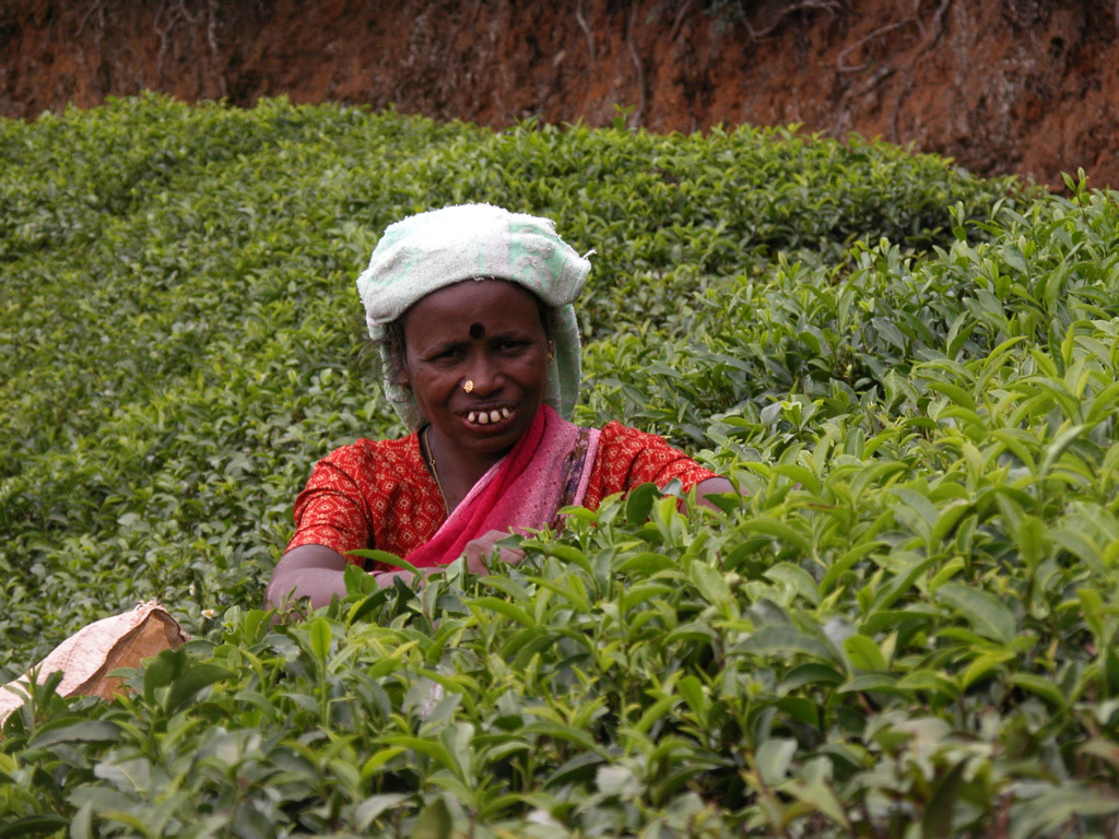 A tea picker