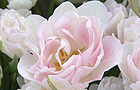 Tulipa 'Angelique'