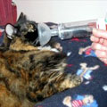 Treating an asthmatic cat