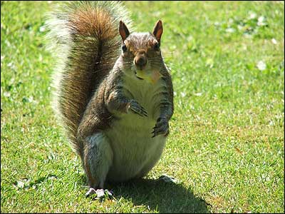 Squirrel close-up by Andrew Woodger