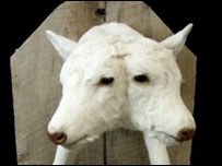 Cortesia: Ripley's Believe it or Not